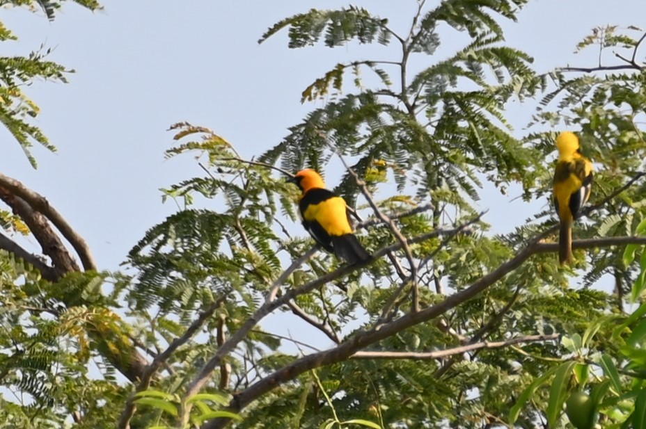 Spot-breasted Oriole - ML556978901