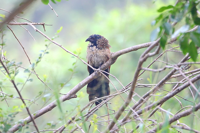 Lesser Coucal - Roland Lo