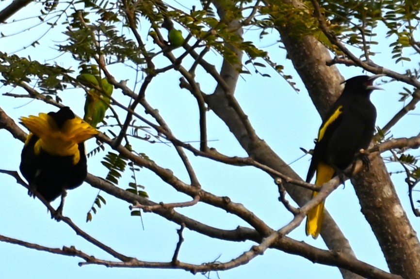 Yellow-winged Cacique - ML556979801