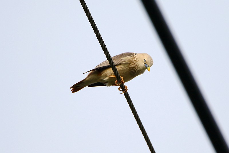 Chestnut-tailed Starling - ML55698081