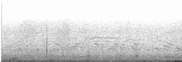 ברנטה כהה (אטלנטית) - ML556981691