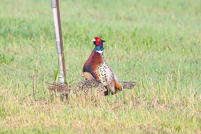 Ring-necked Pheasant - Roland Lo