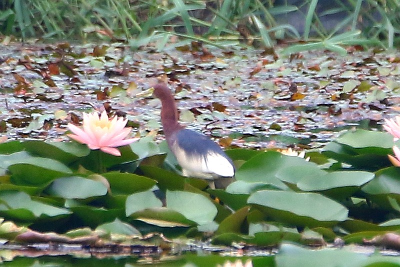 Chinese Pond-Heron - ML55698631