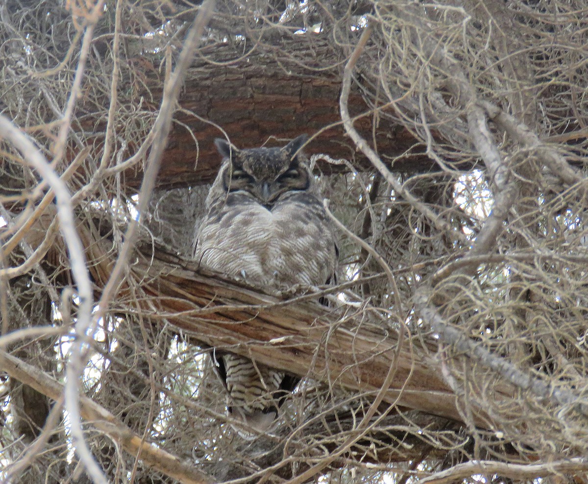 Lesser Horned Owl - ML556989121