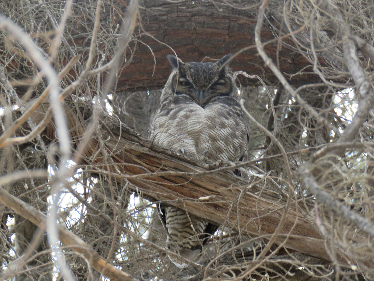 Lesser Horned Owl - ML556989131
