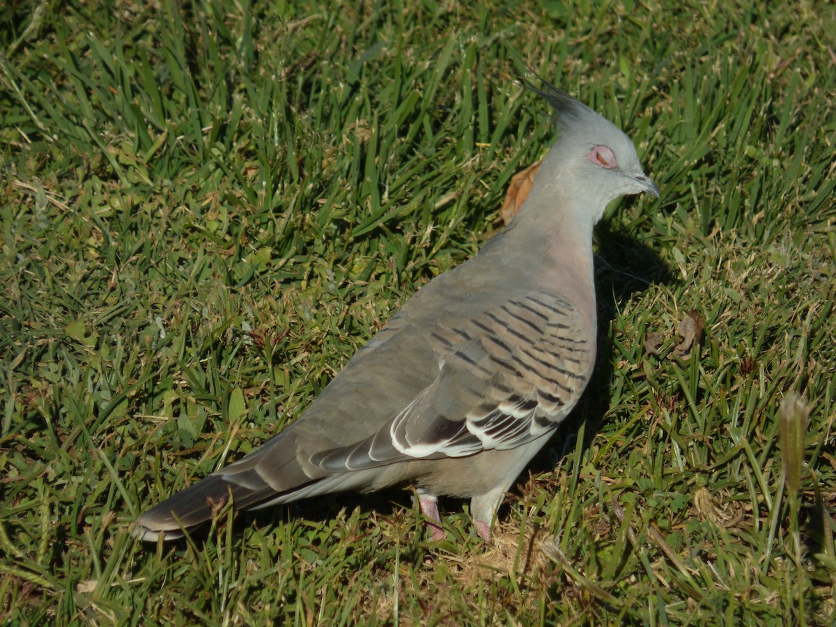 Crested Pigeon - ML55698991