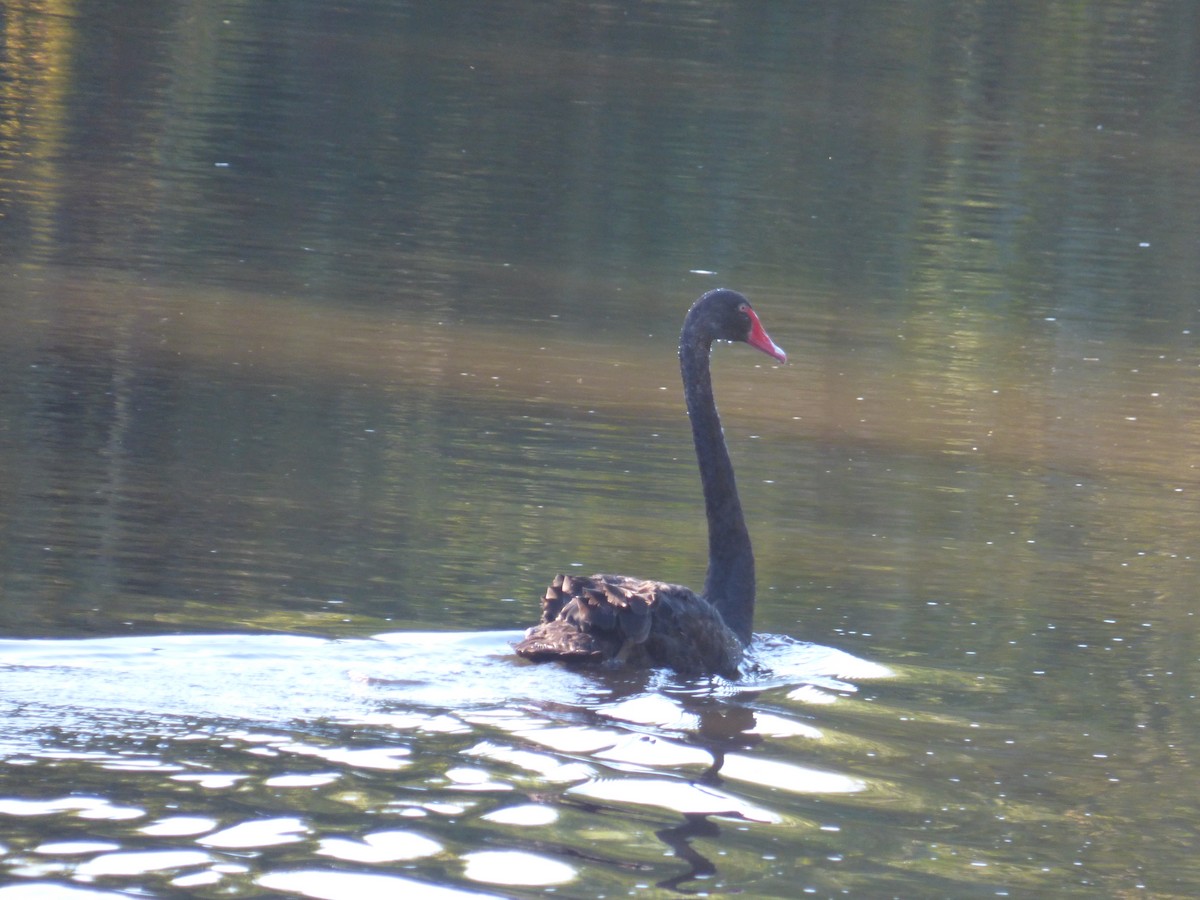 Black Swan - Matt Hinze