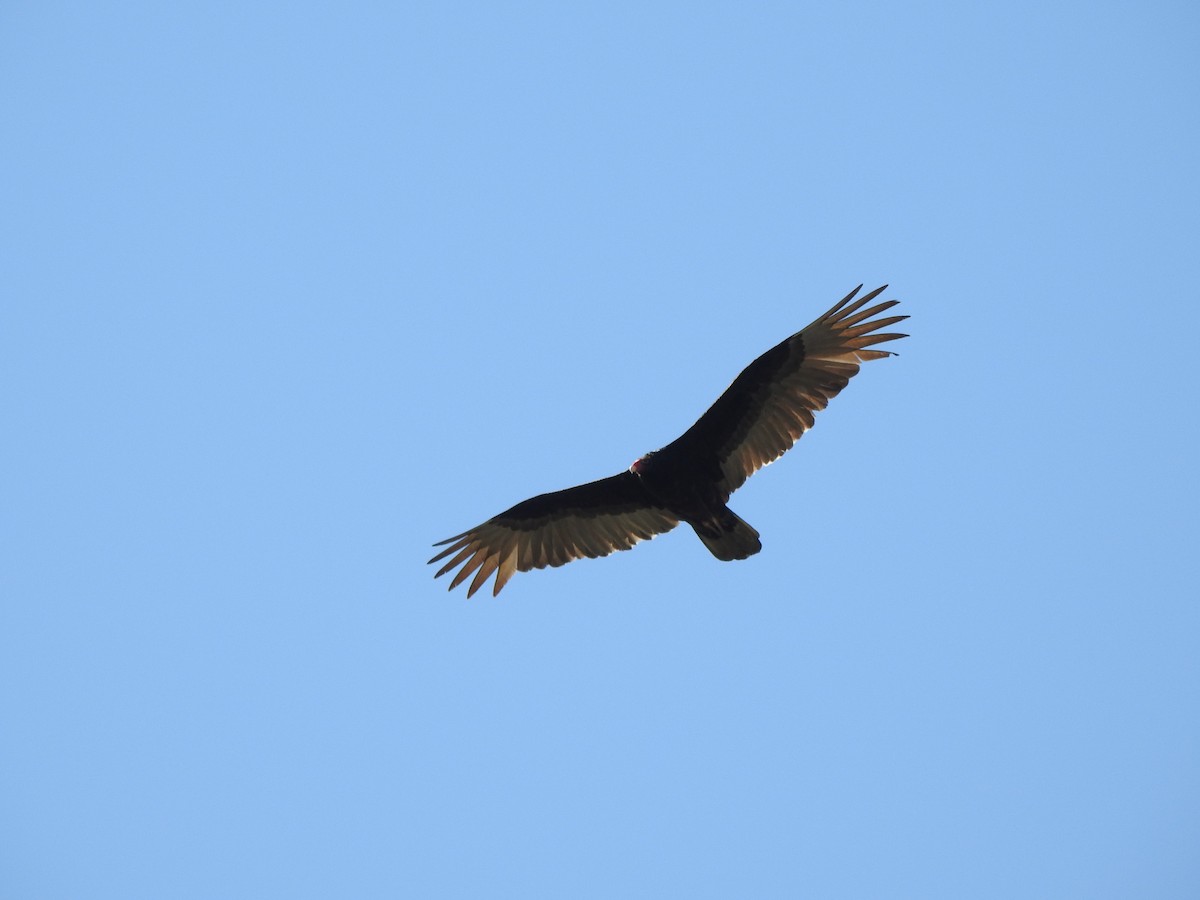 Turkey Vulture - ML556992341