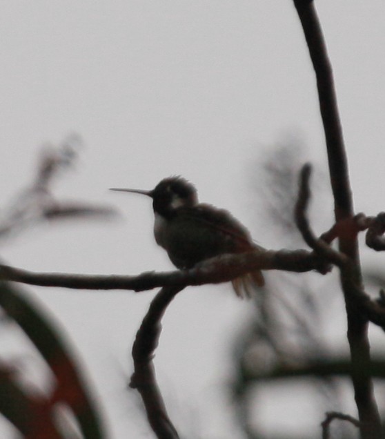 Costa's Hummingbird - ML556996581