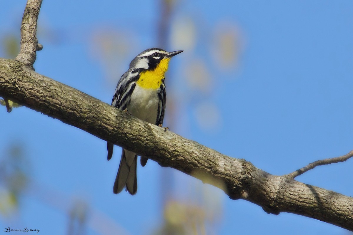 Yellow-throated Warbler - Brian Lowry