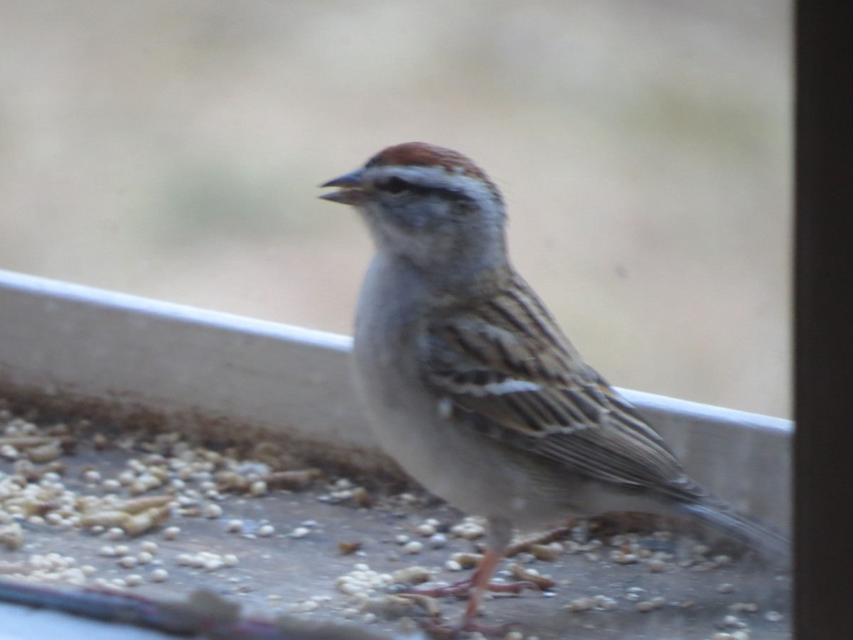 Chipping Sparrow - Jerry Smith