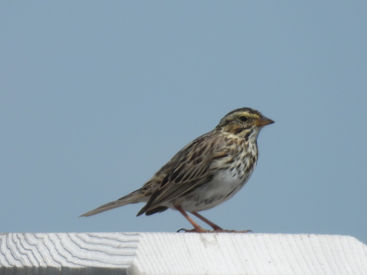 Savannah Sparrow - ML557011131