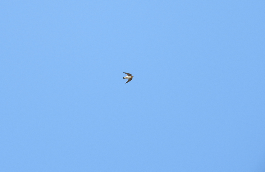 Cave Swallow - ML55701281