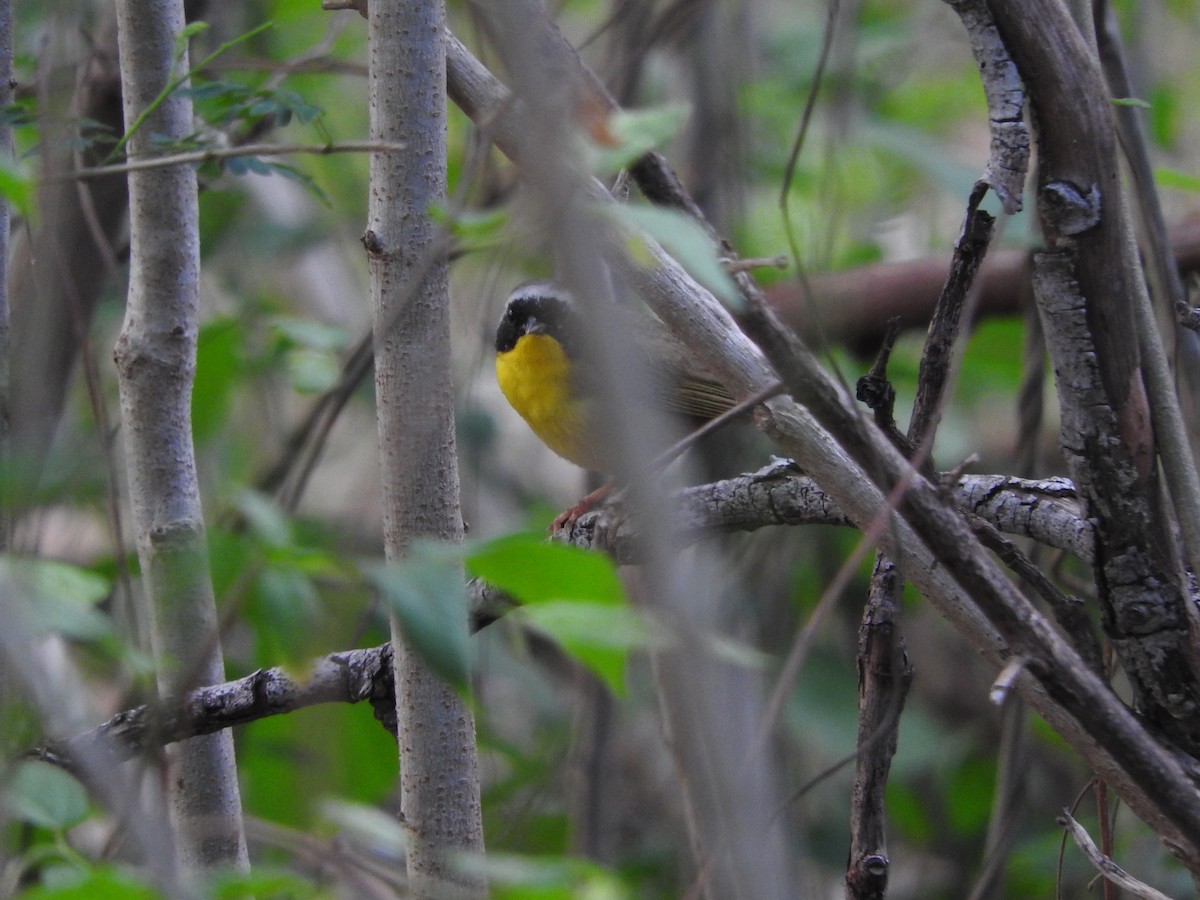 Common Yellowthroat - Michelle Bélanger