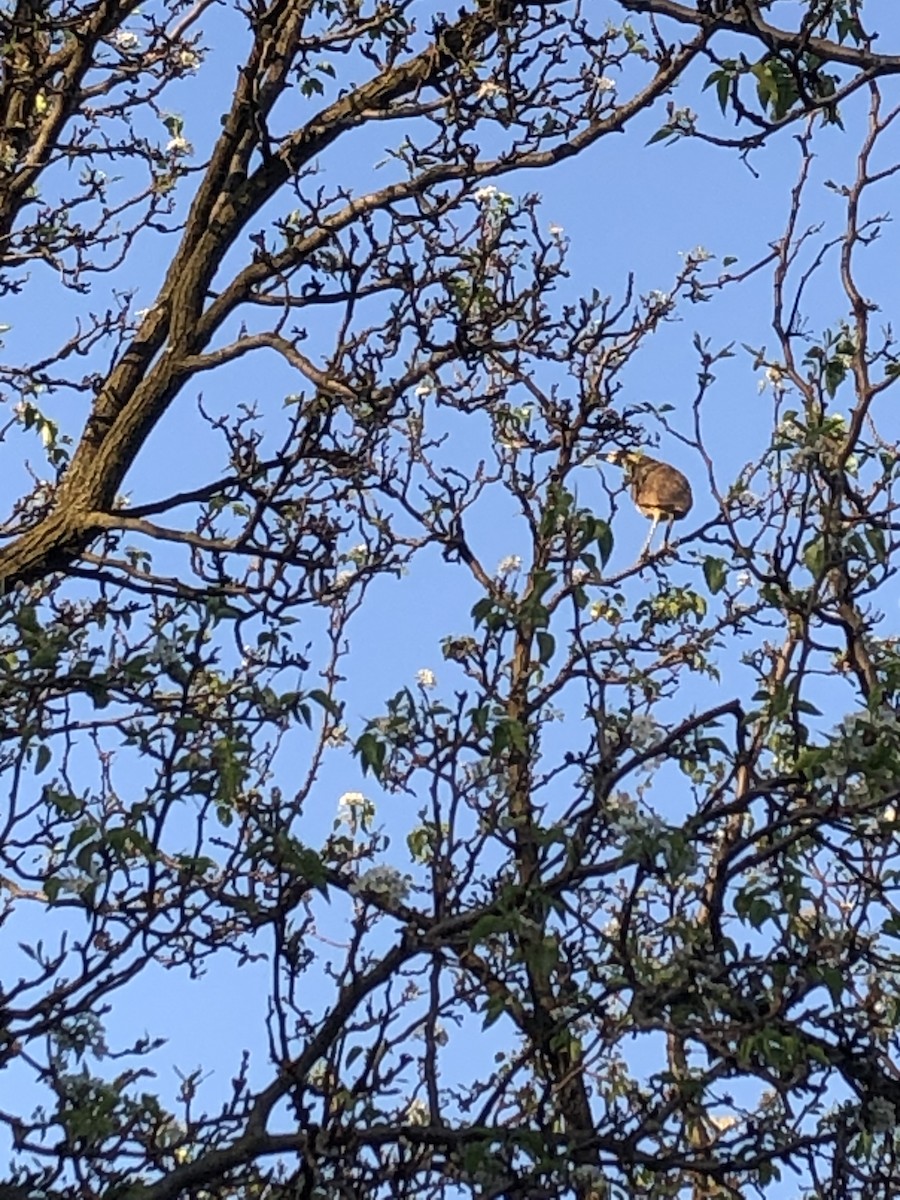 Ebird Checklist Apr Green Wood Cemetery Brooklyn Species