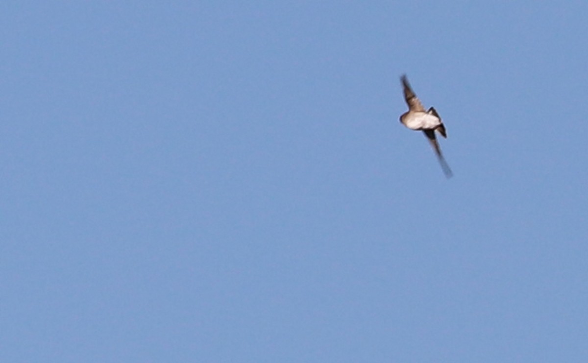 Northern Rough-winged Swallow - ML557023561