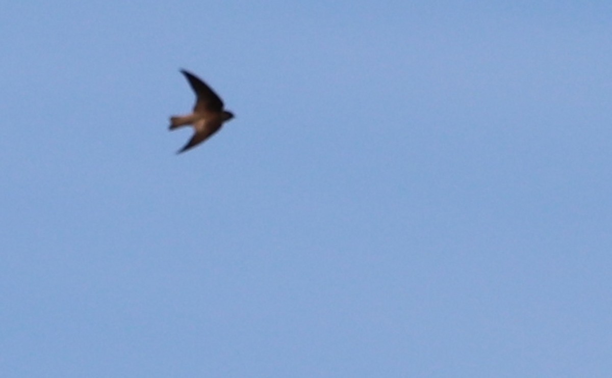 Northern Rough-winged Swallow - ML557023631