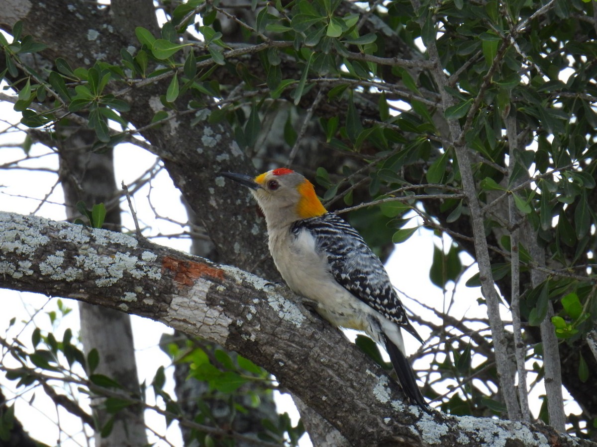 Golden-fronted Woodpecker - ML557024921