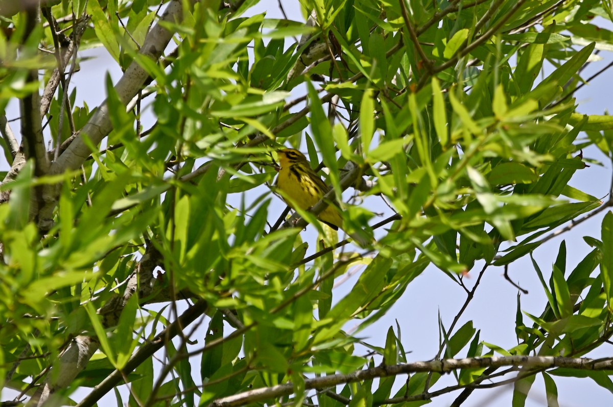 Prairie Warbler - ML557025751