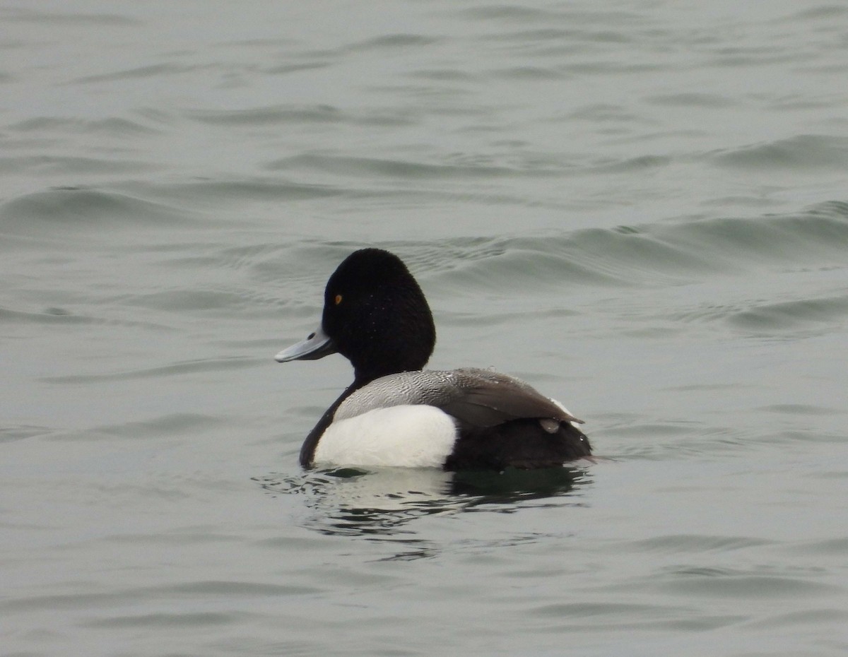 Greater Scaup - ML557027881