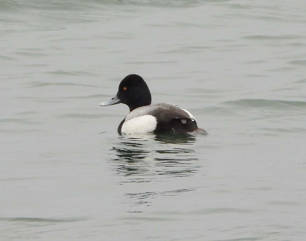 Greater Scaup - ML557027891