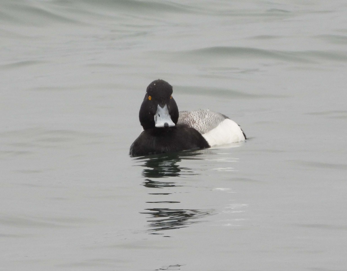 Greater Scaup - ML557027901