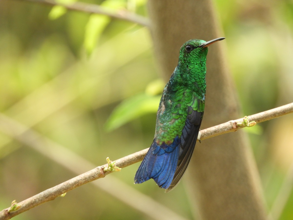 Steely-vented Hummingbird - Jose Luis Pushaina