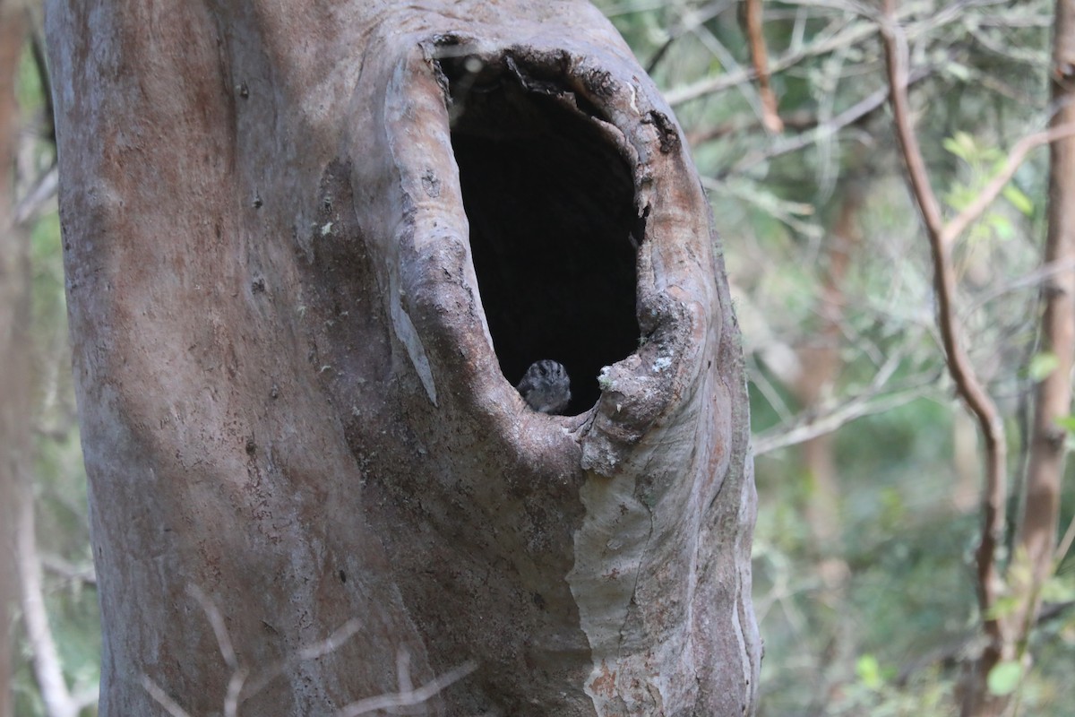 Australian Owlet-nightjar - ML557034131