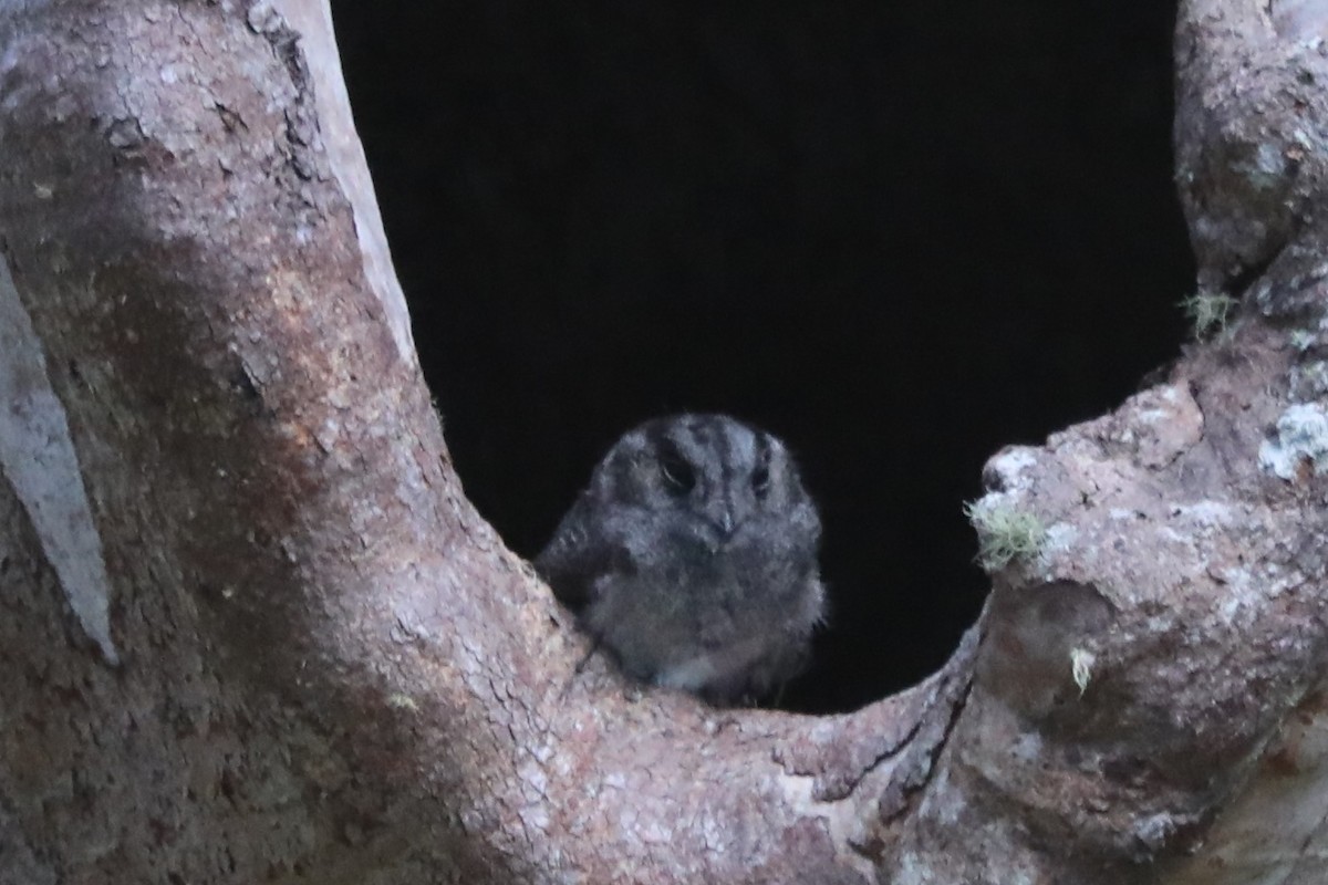 Australian Owlet-nightjar - ML557034211