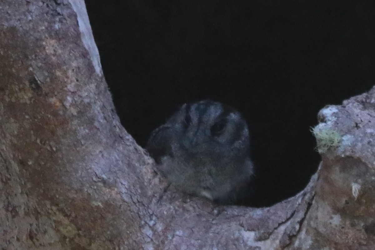 Australian Owlet-nightjar - ML557034291