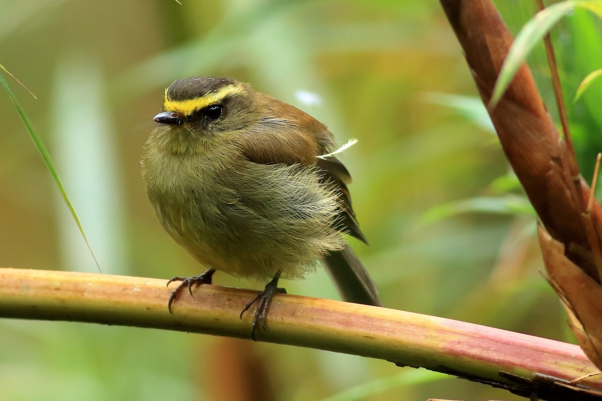 Yellow-bellied Chat-Tyrant - ML557034331