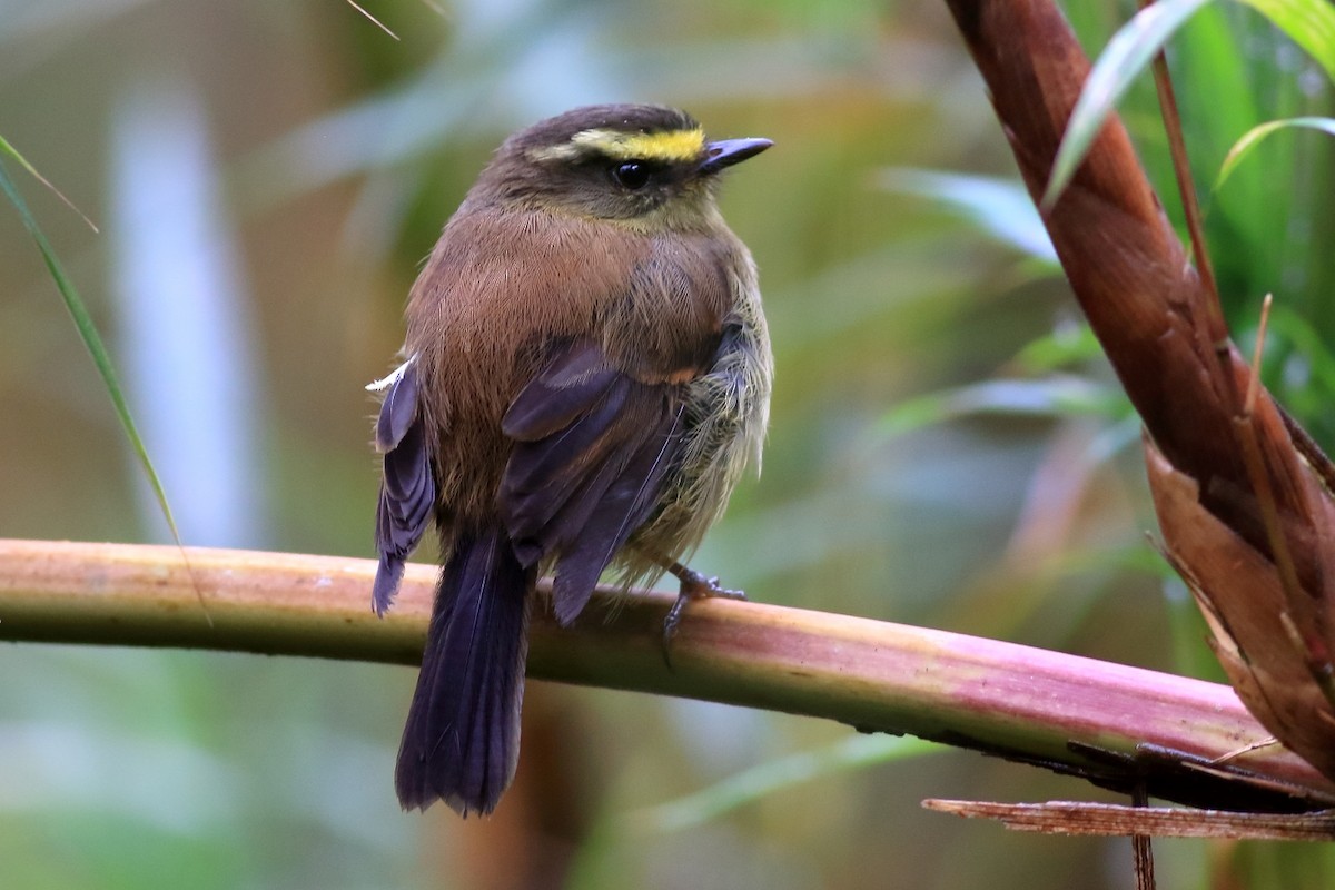 Yellow-bellied Chat-Tyrant - ML557034341