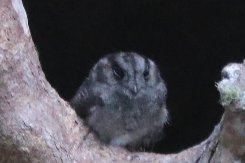 Australian Owlet-nightjar - ML557034381