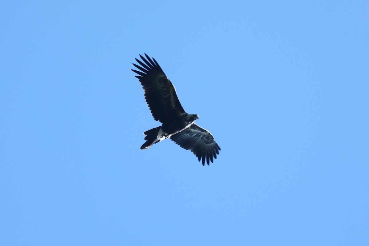 Wedge-tailed Eagle - ML557036201