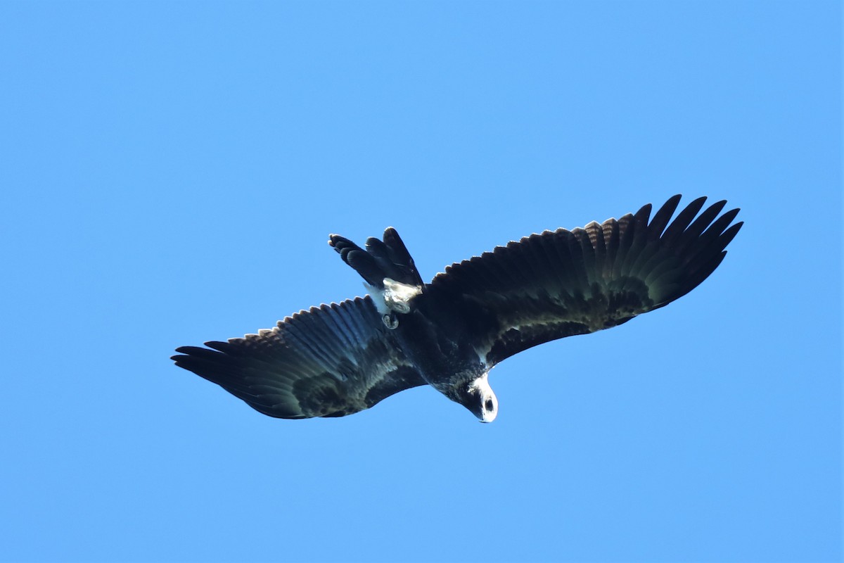 Wedge-tailed Eagle - ML557036241