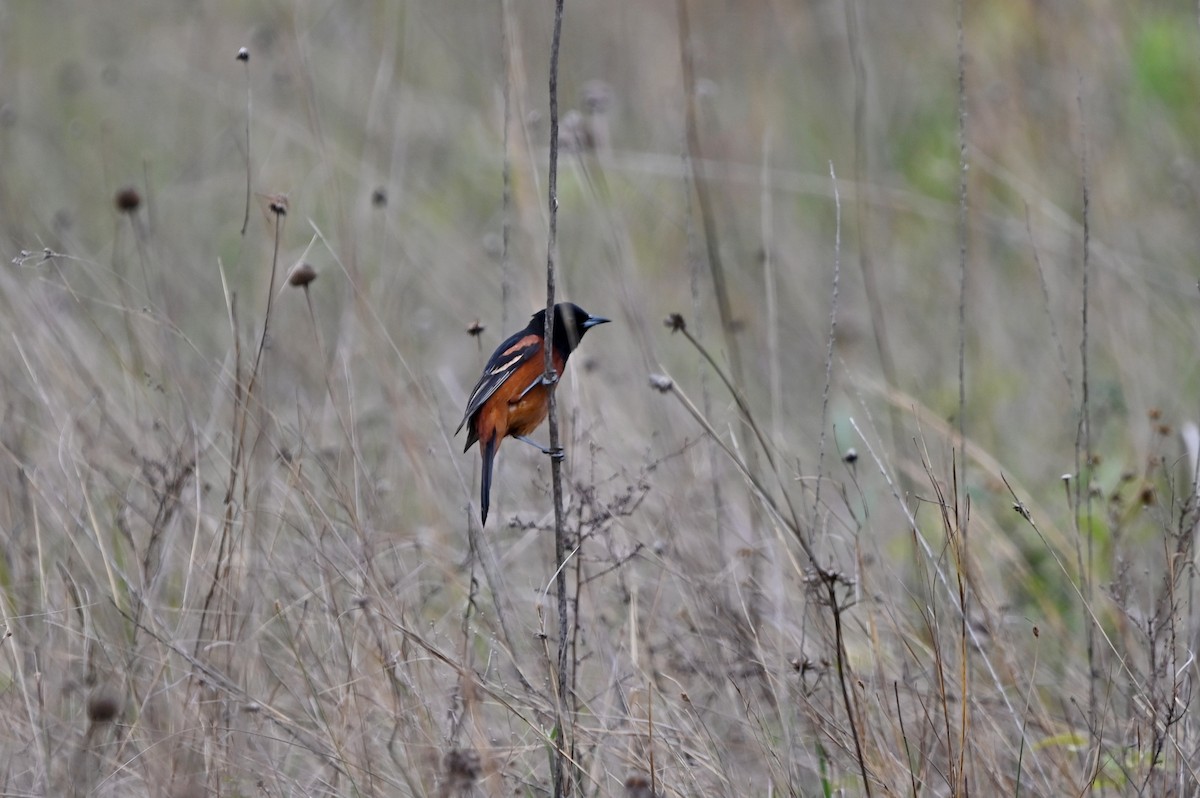 Orchard Oriole - ML557039131