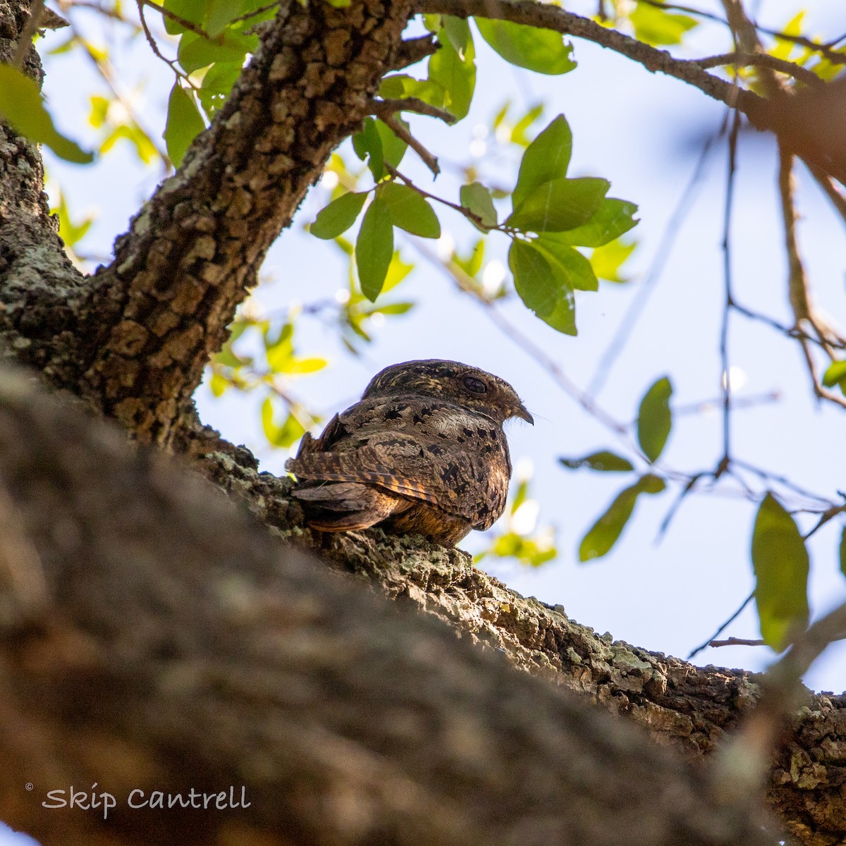 eBird Checklist 12 Apr 2023 Rose Hill Cemetery, Corpus Christi 26