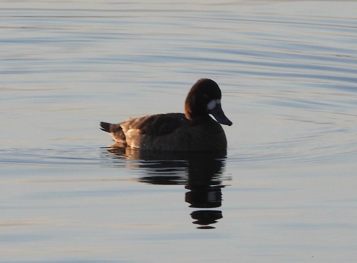 Greater Scaup - ML557041661