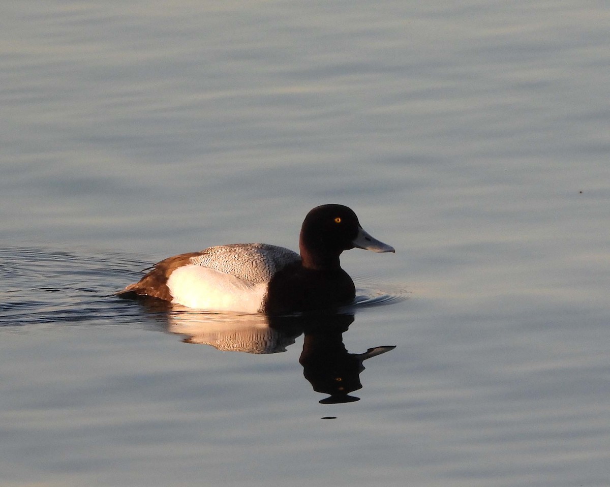 Greater Scaup - ML557041681