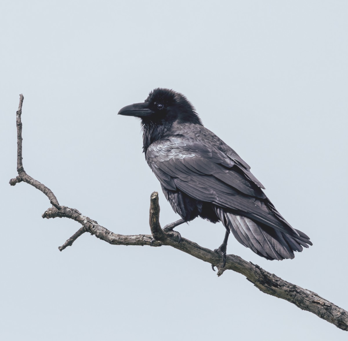 Common Raven - ML557043011