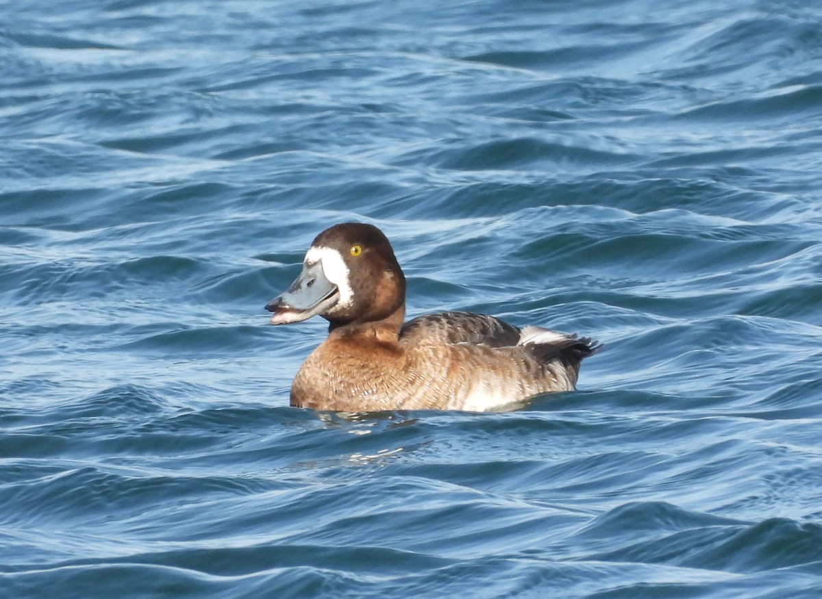 Greater Scaup - ML557043061