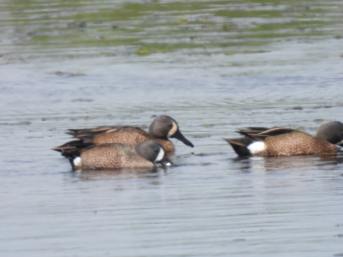 Blue-winged Teal - ML557044201