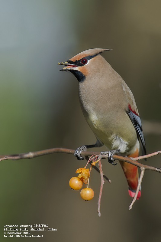 Japanese Waxwing - ML55704701