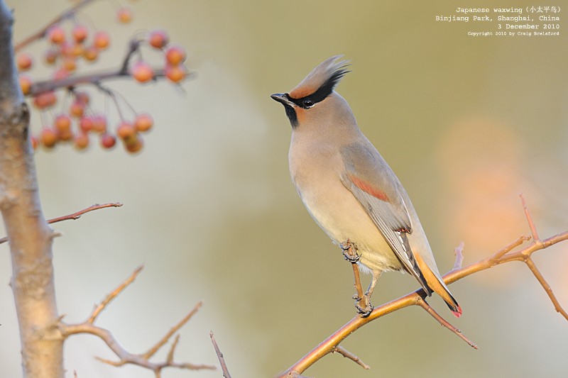 Japanese Waxwing - ML55704711