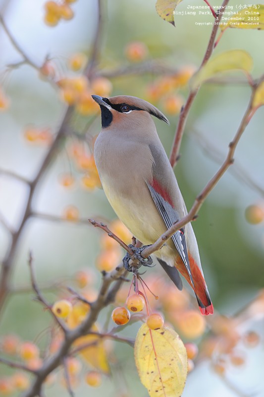 Japanese Waxwing - ML55704731