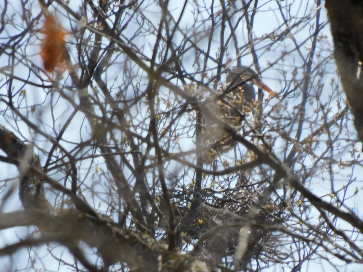 New York Breeding Bird Atlas Checklist - 11 Apr 2023 - Otisville SE ...