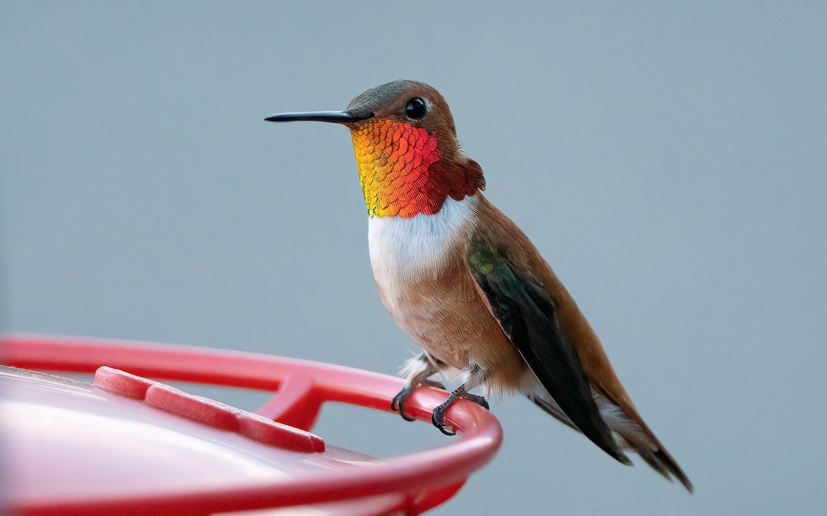 Rufous Hummingbird - Derek Lecy