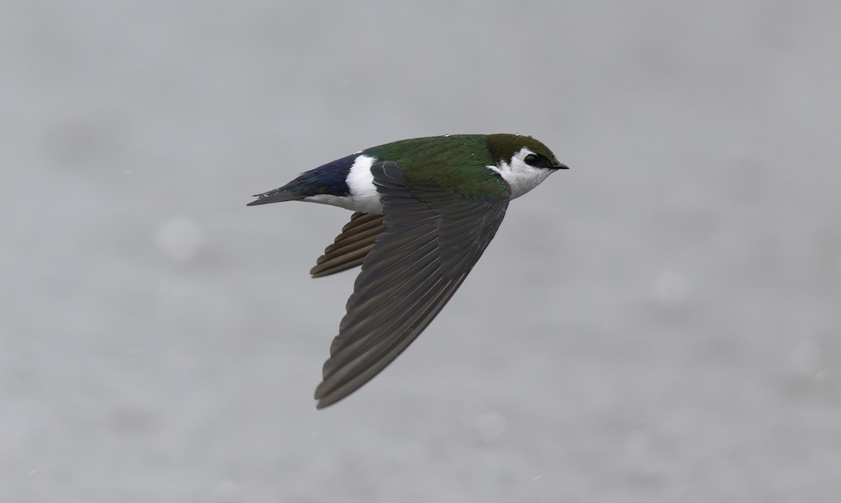 Violet-green Swallow - Neal Tollisen