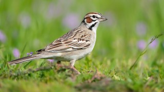 Lark Sparrow