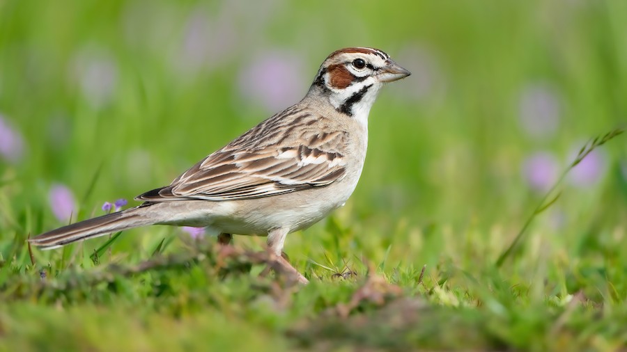 Lark Sparrow